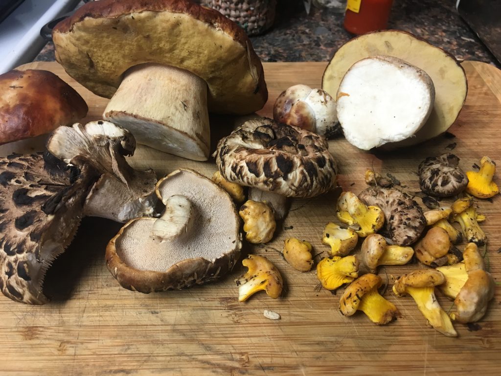 Wild mushrooms on wood cutting board.
