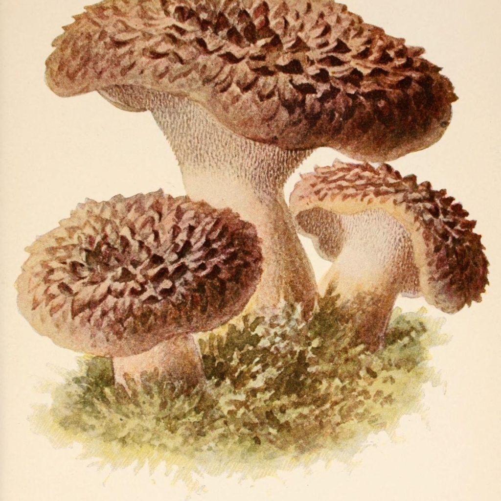 An old botanical illustration of (Sarcodon inbricatus).