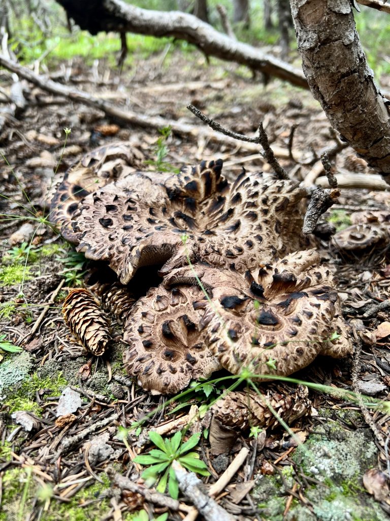 Fresh Hawks Wing mushrooms outside.
