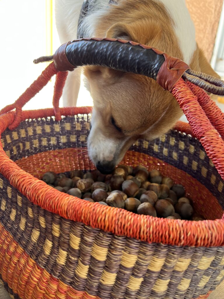 Dog sniffing acorns in a basket.