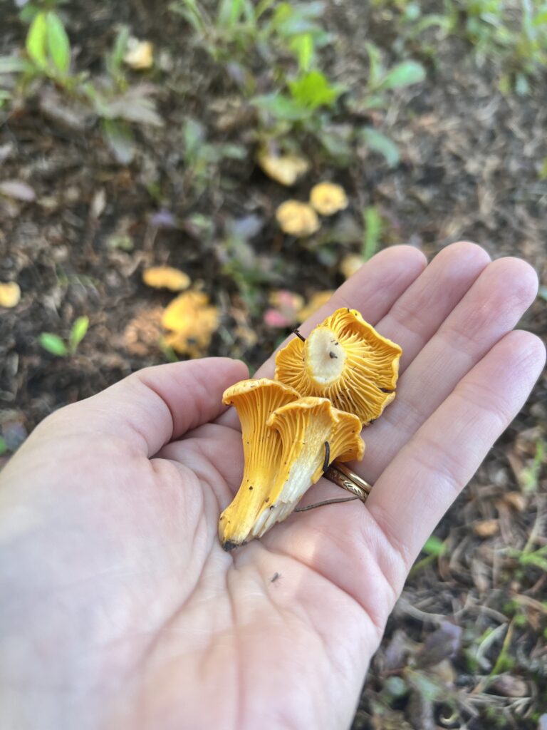 Girl holding Chanterelle mushrooms.