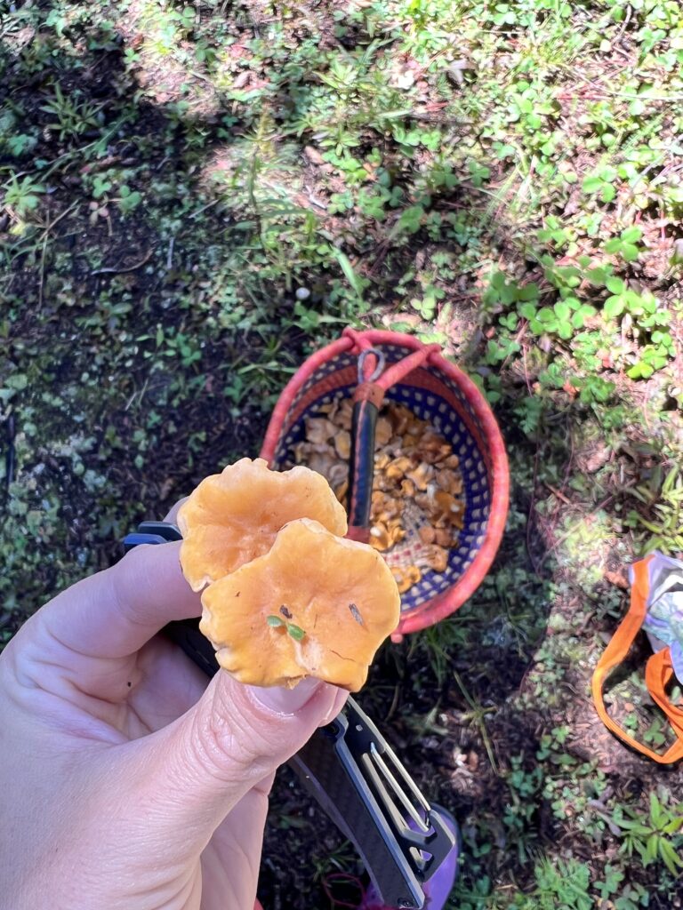 Chanterelle mushroom with little spout growing out of it. 