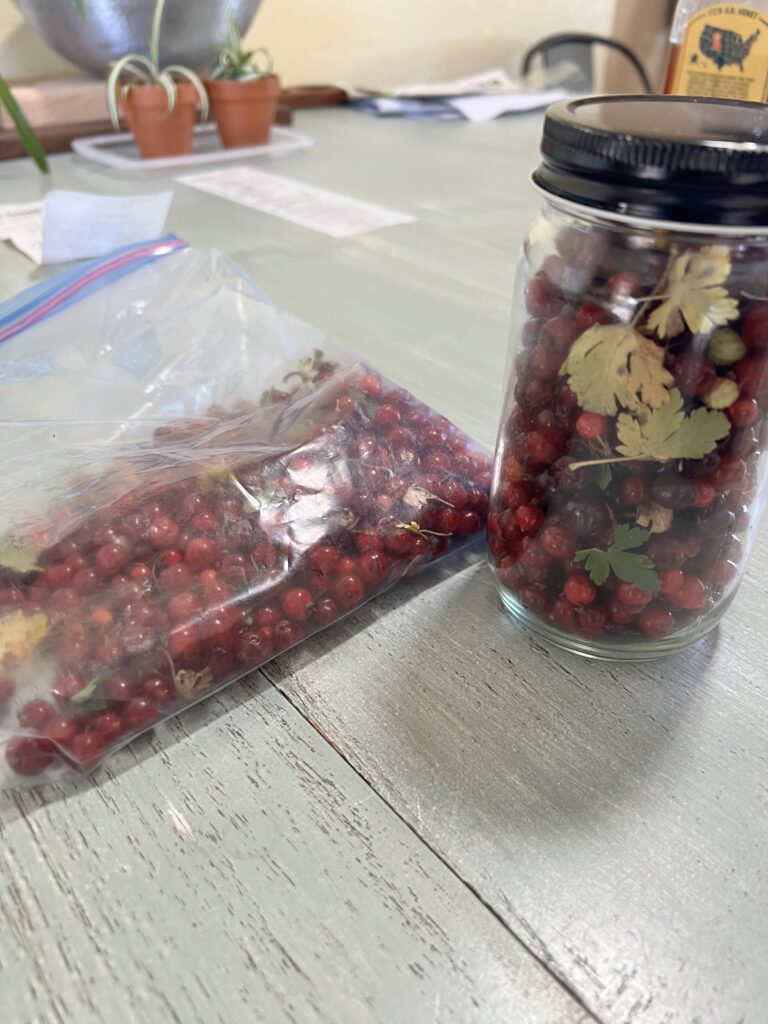 Wild berries in plastic bag and glass container.