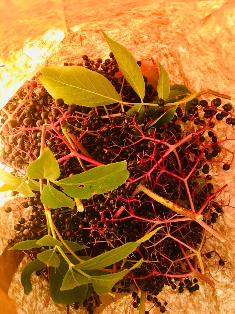 Elderberry branches in brow paper bag.