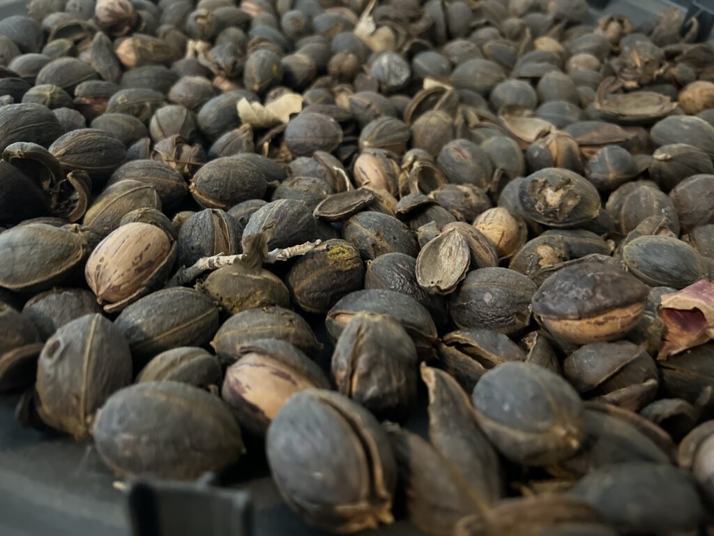 A layer of pecan hulls.