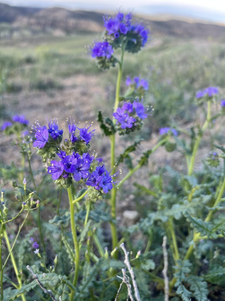 Photo of Scorpion Weed (Phacelia crenulata) taken in Western Colorado