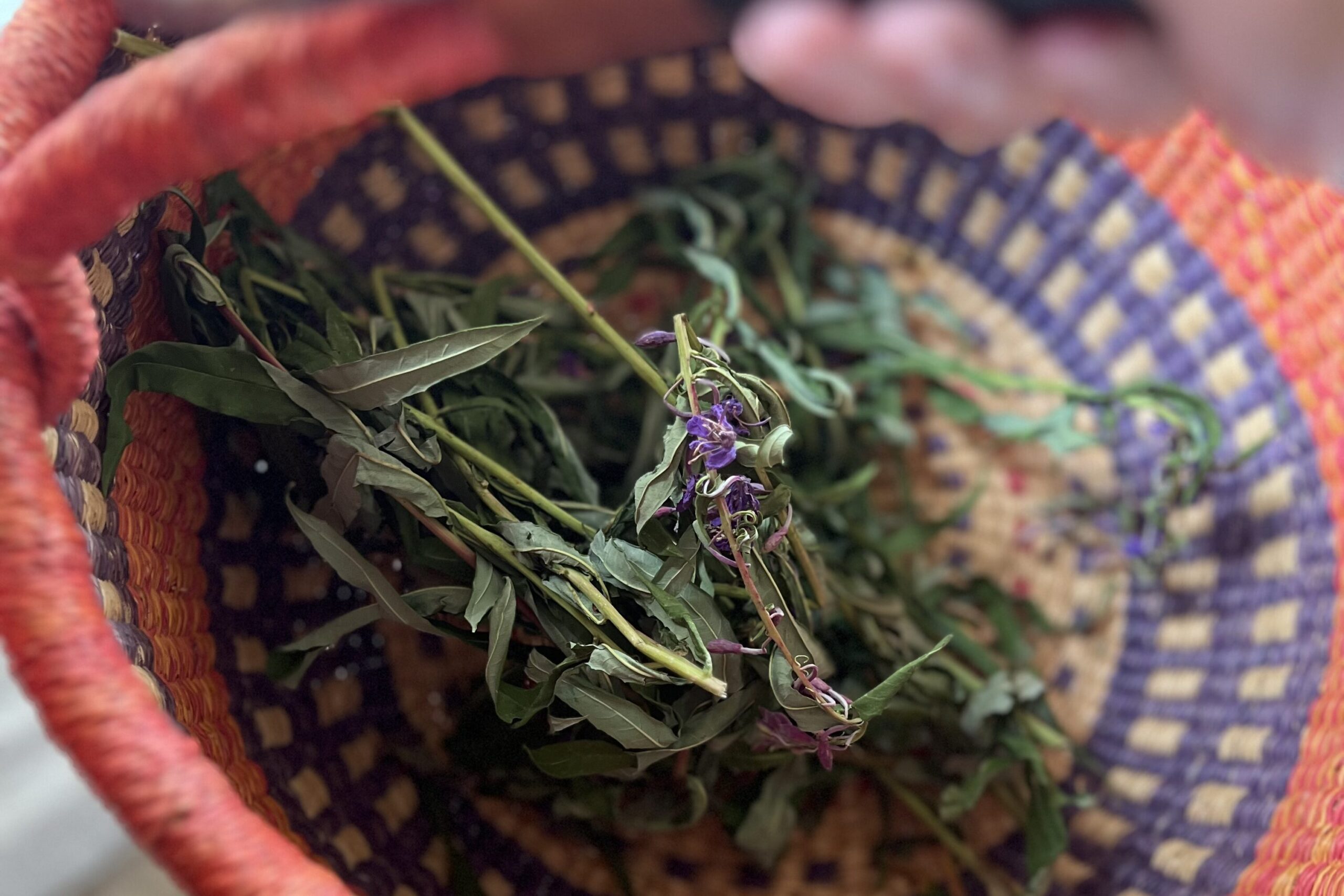 Harvested Fireweed in a basket wilting.