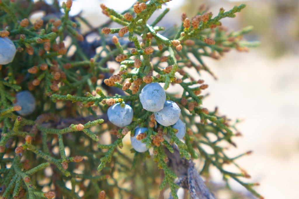Close up of Utah Juniper berries. 