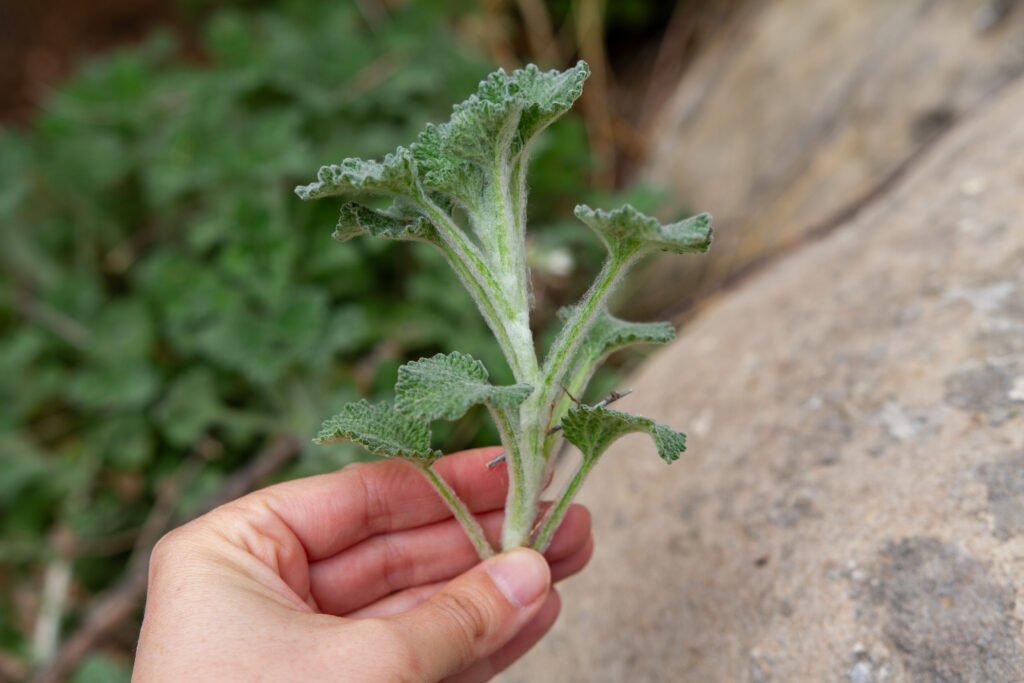 Hand holding sprig of horehound showing the stem.