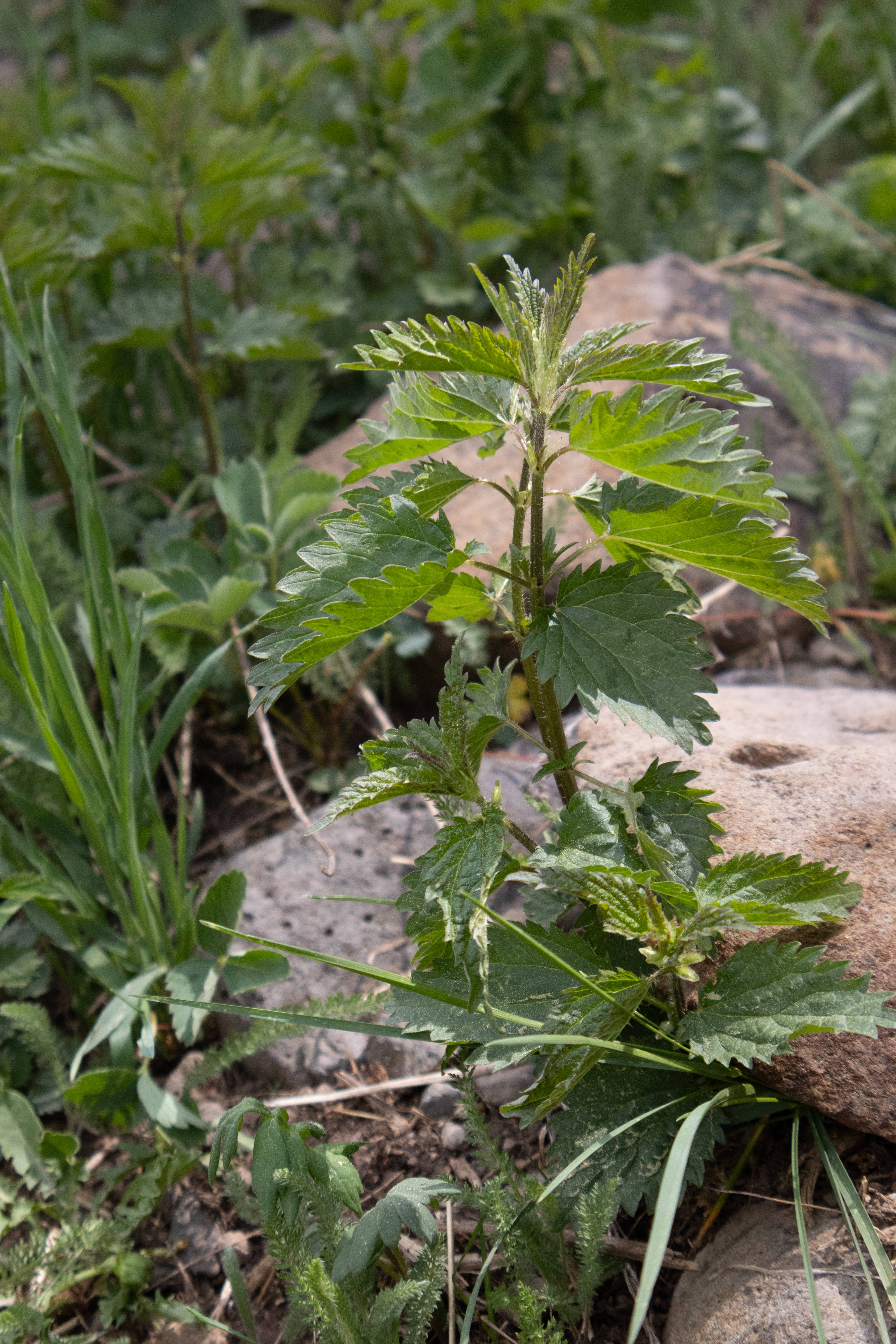 A close up young nettles in front of a rock and other vegetation.