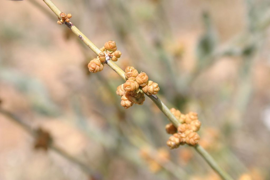 A close up of male cones on mormon tea.
