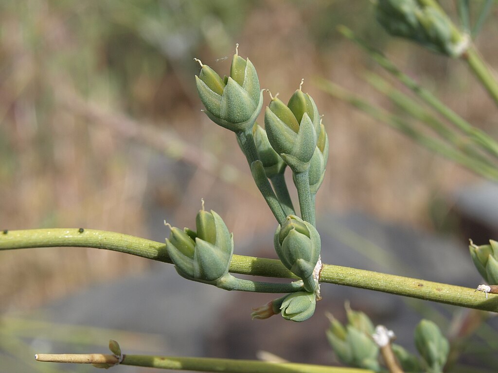 A close up of mormon tea female cones.