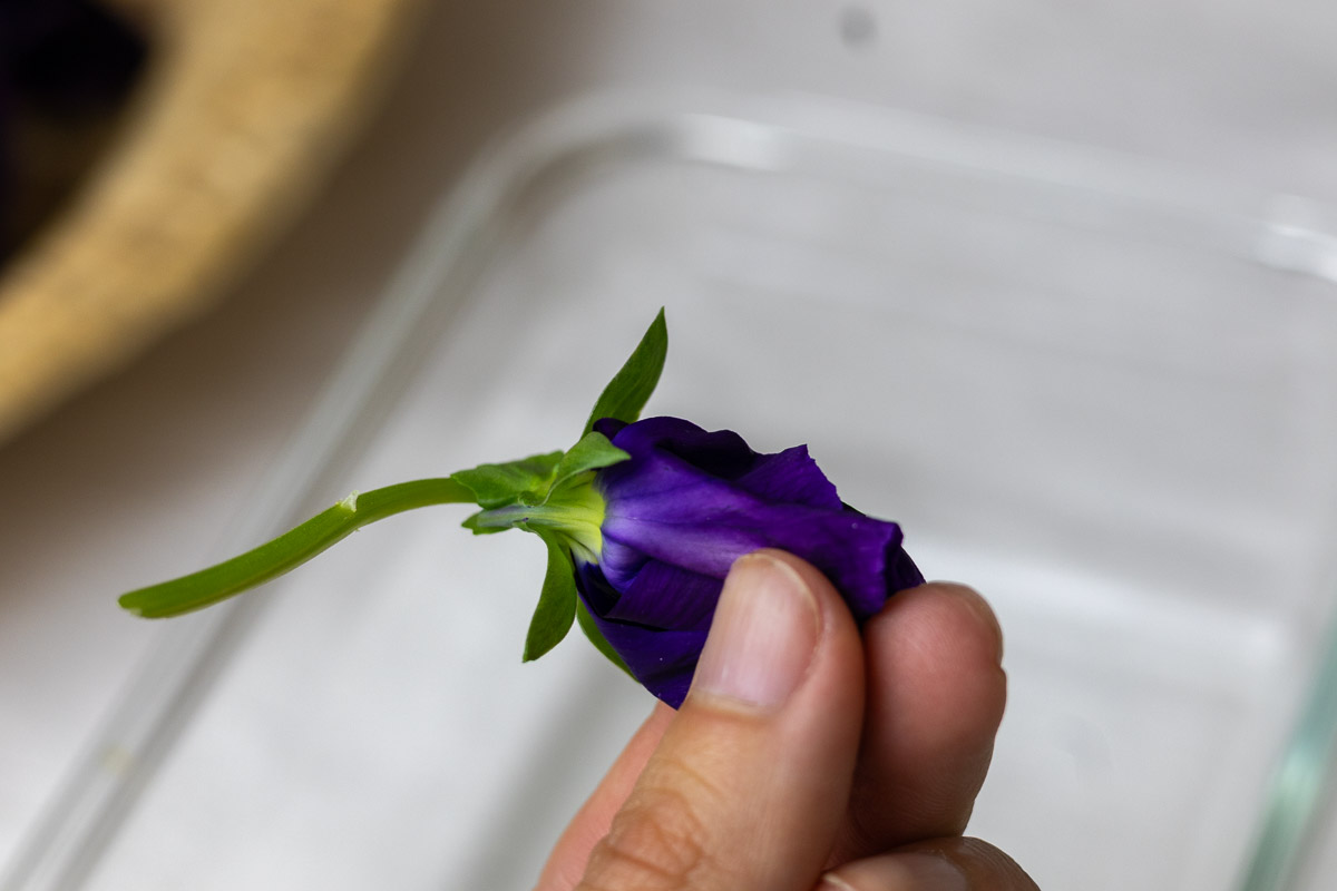 Fingers pinching the petals from it's green parts. 
