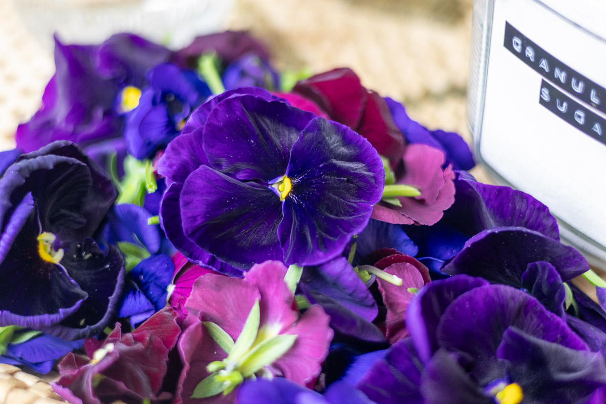 A close up of a purple pansy on top of a pile of dark pansies.
