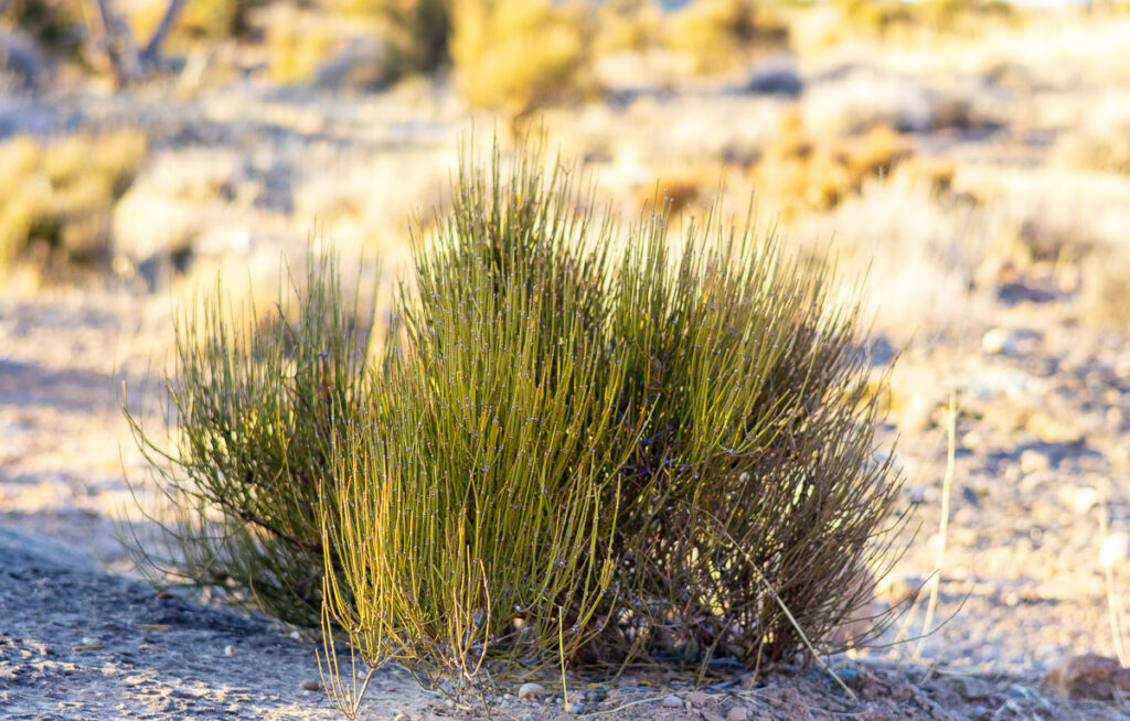 A close up Mormon Tea in the high desert.