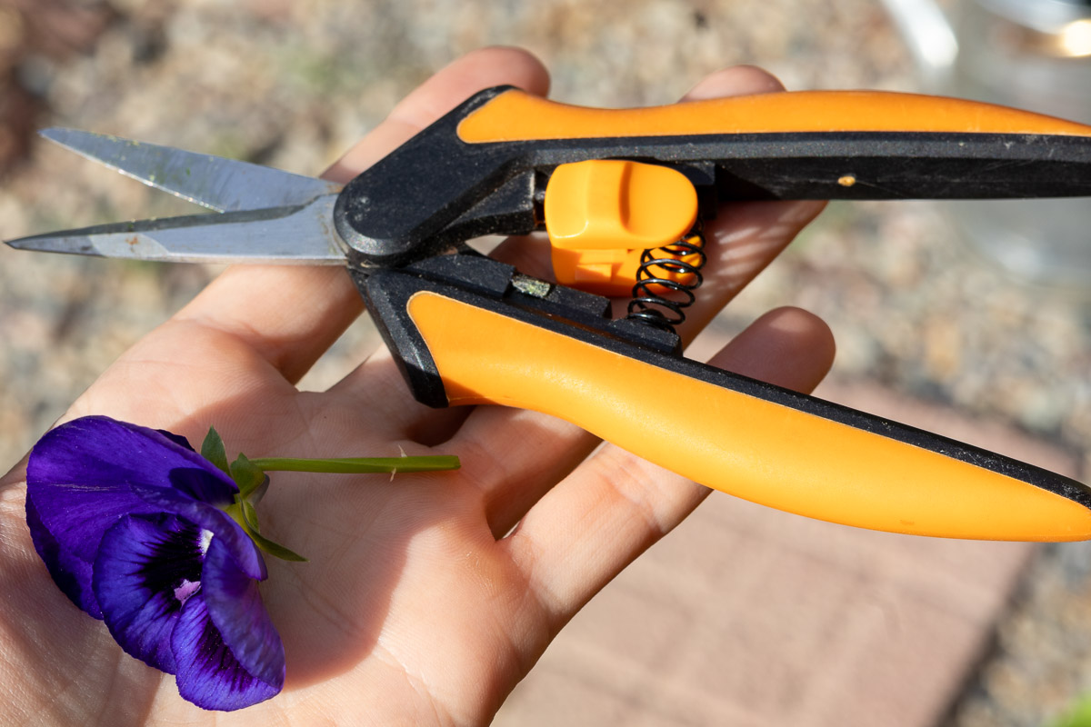 A hand holding snips and a cut pansy.
