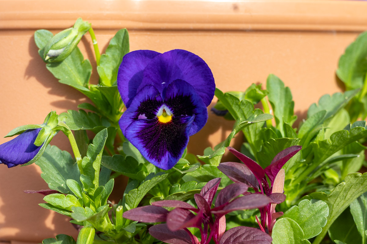 A purple pansy in front of green leaves in its pot.