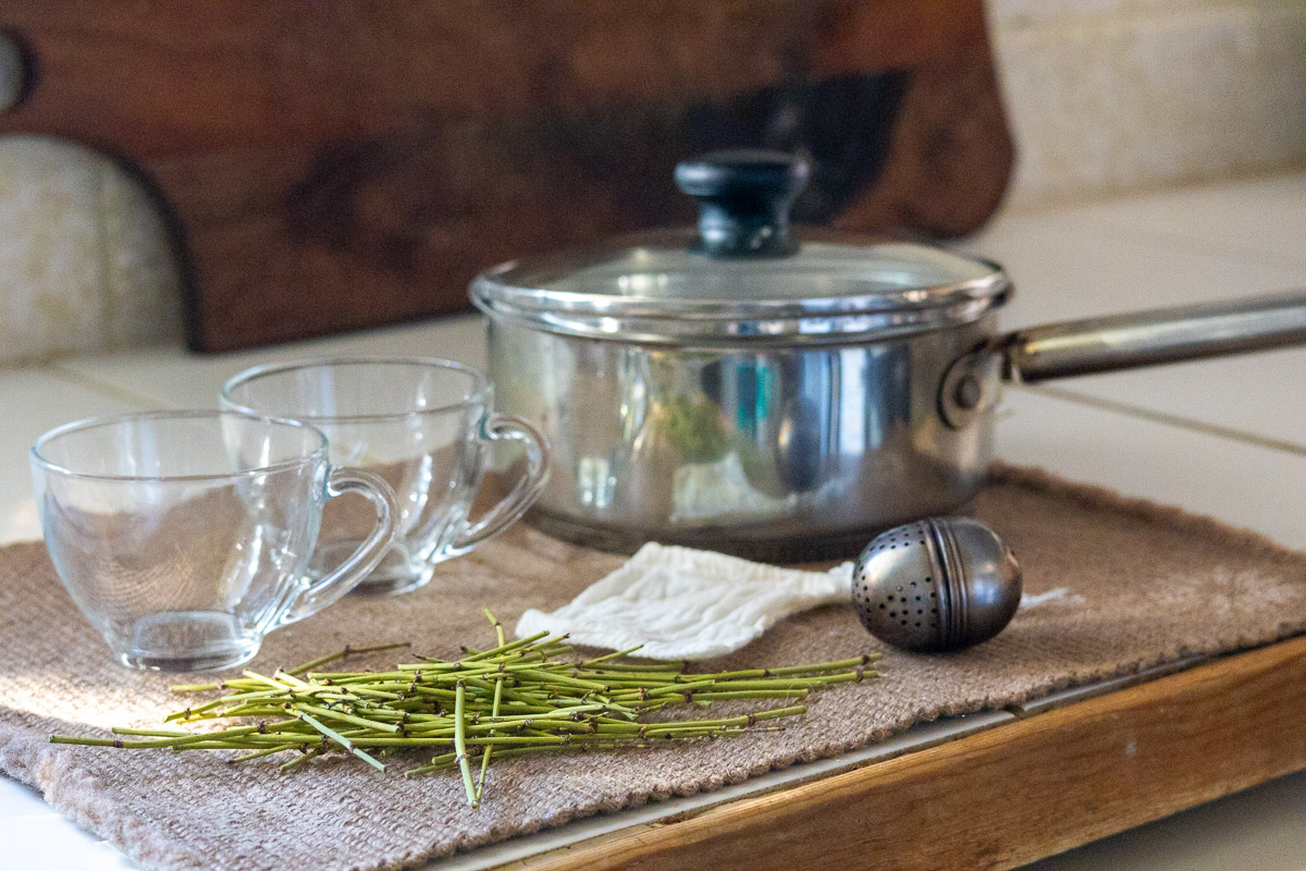 The supplies to make mormon tea, stems, tea ball, cotton tea bag, small sauce pan, and two clear cups.