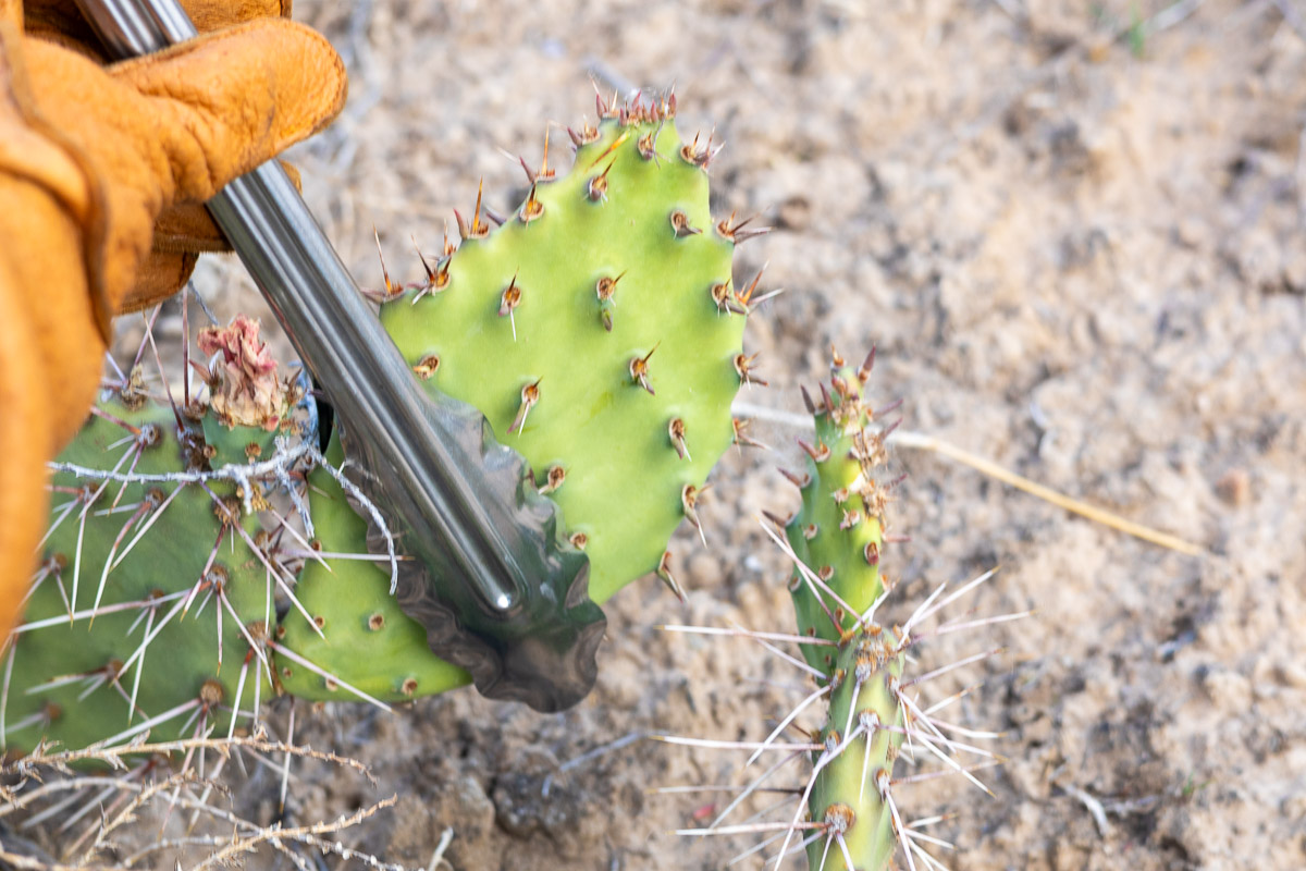 A hand wearing leather gloves and holding tongs that is grabbing a prickly pear paddle.