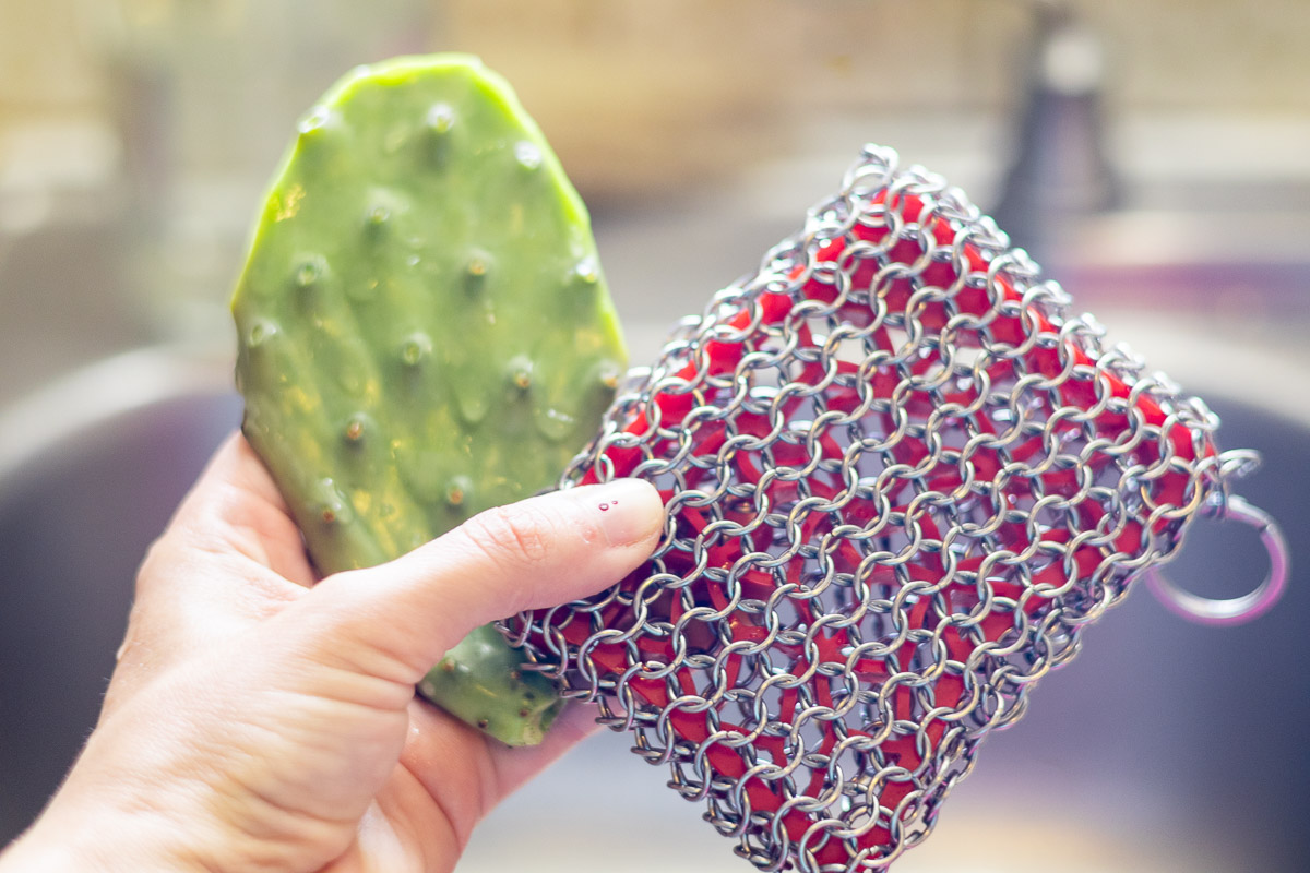 a stiff steel sponge next to a nopal demonstrating how to remove glochids an spines.