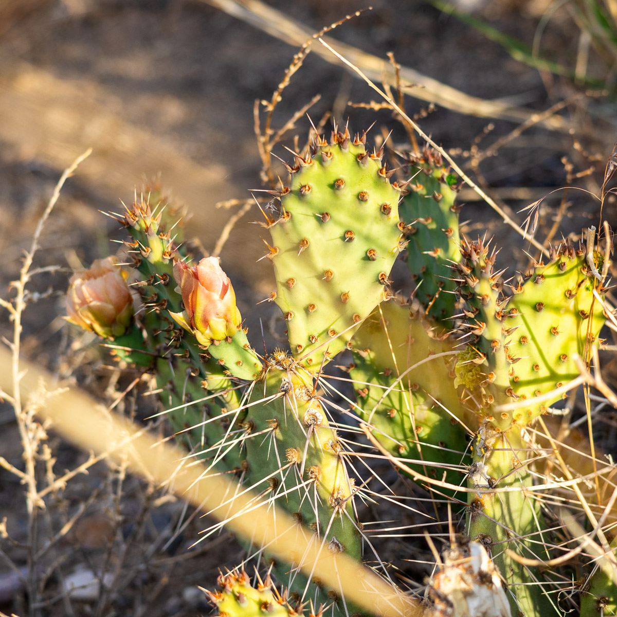 Spring morning shot of Optuntia with pink blossoms.