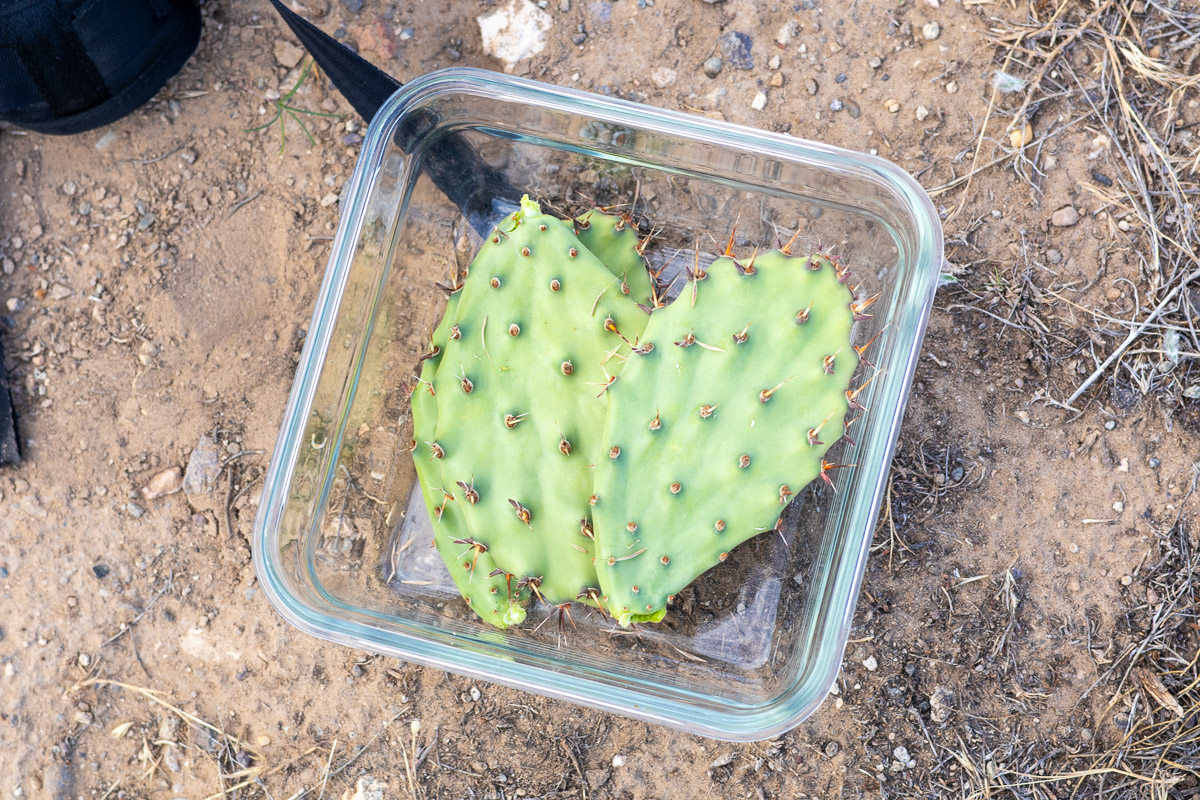 Harvested prickly pear paddles in a glass bowl on desert floor.