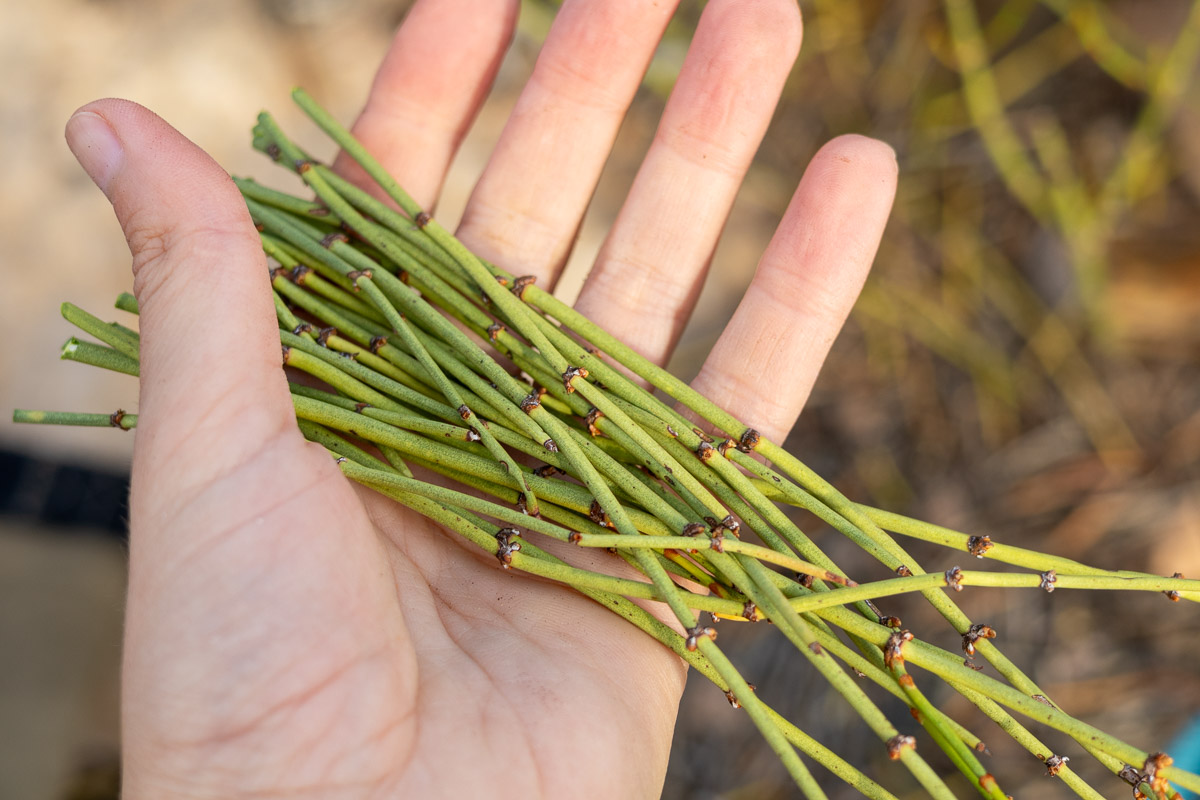 A hand holding freshly cut mormon tea.