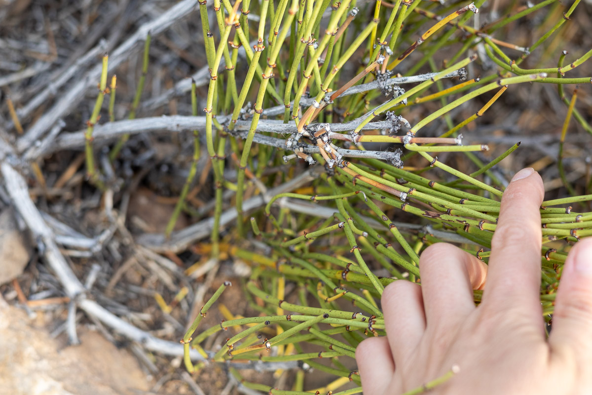 a hand showing the woody stems of American ephedra.