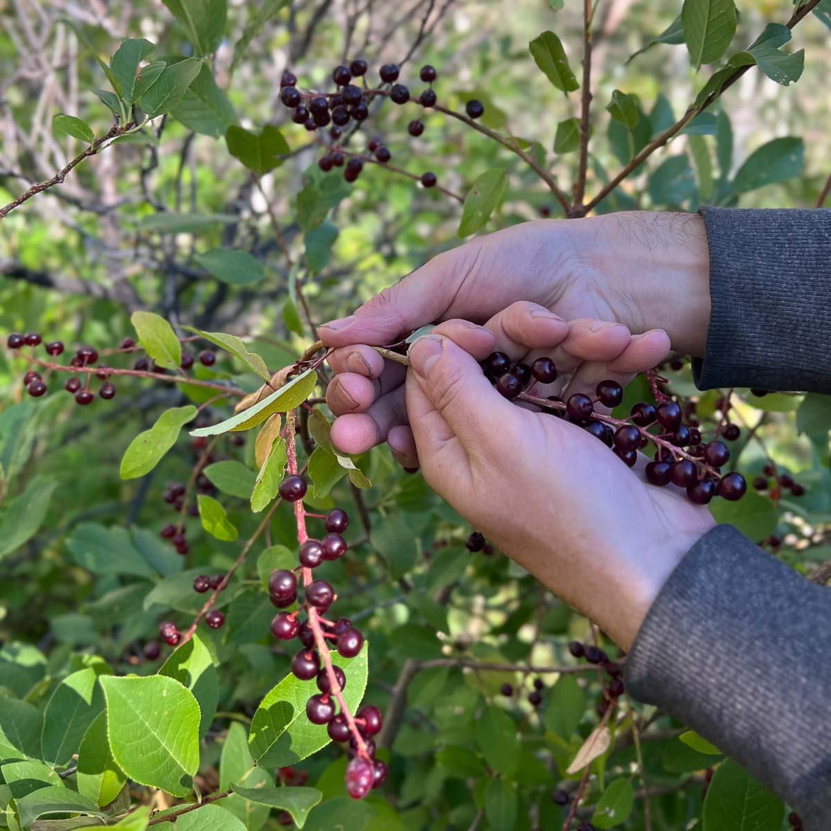 A hand pulling off ripe chokecherries from raceme cluster.