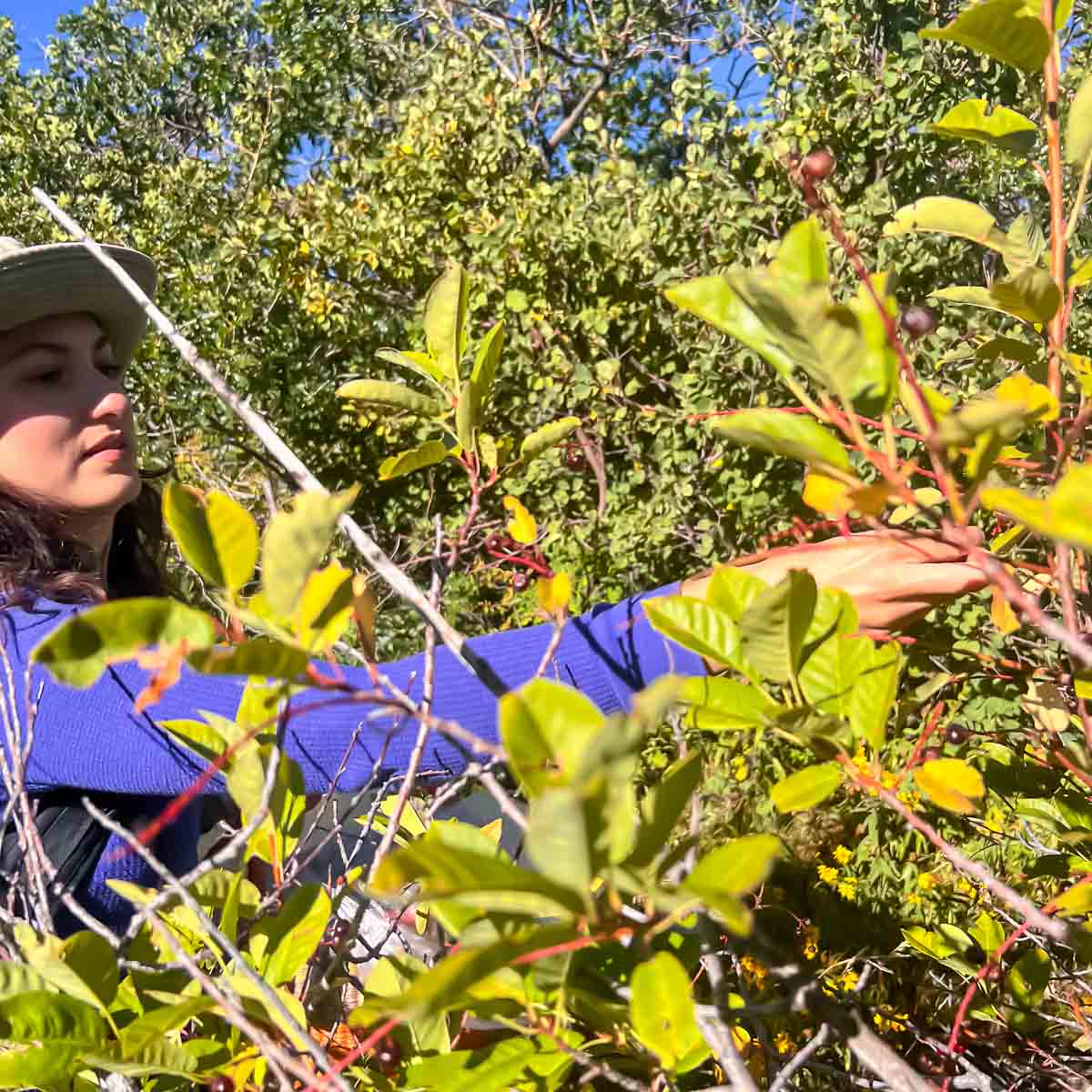 A girl with a hat and purple shirt picking chokecherries and surrounded by foliage.