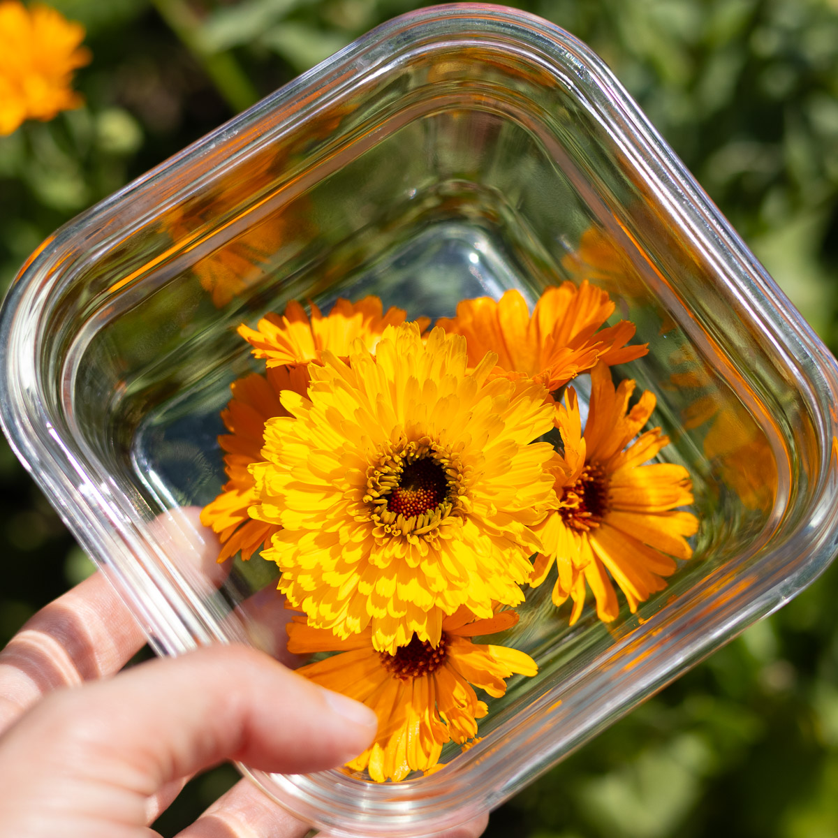 A hand holding a glass prep container with fresh calendula flower heads.