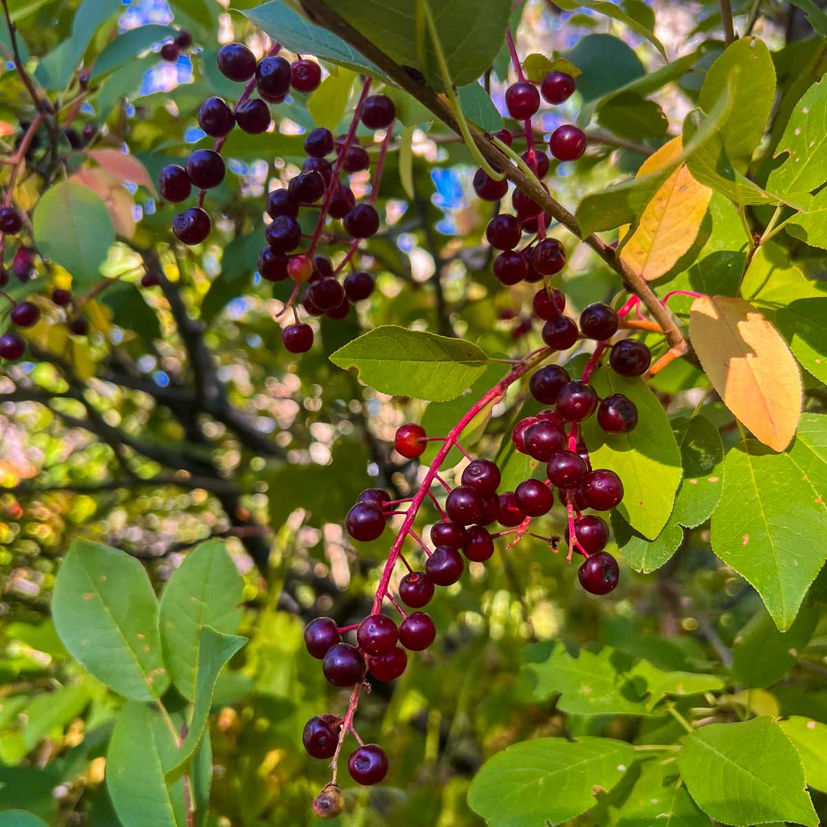 Ripe chokecherry raceme cluster.