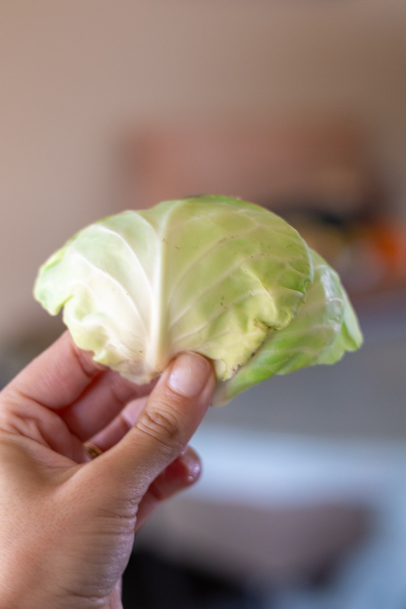 A hand holding two outer leaves of cabbage to cover sauerkraut.