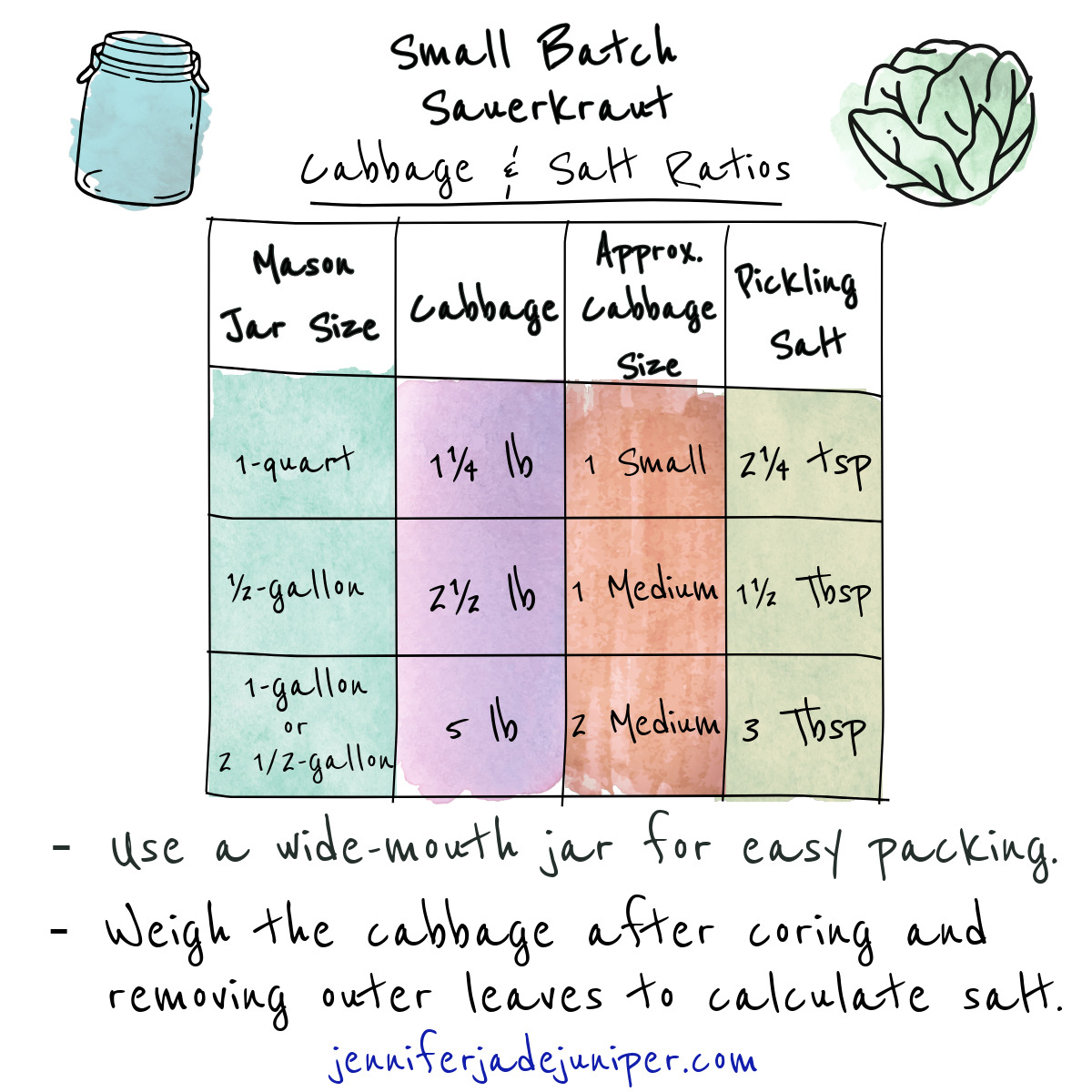 I hand-drawn and watercolor style infographic that explains how much salt and cabbage is needed for small-batch sauerkraut.