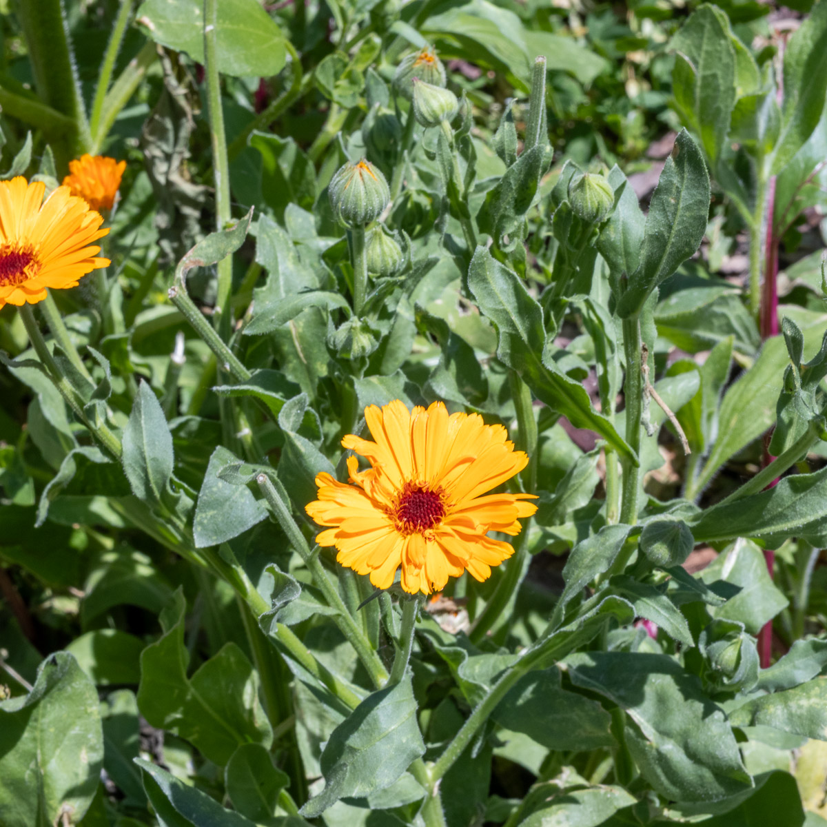 A top view of a yellow calendula flower.