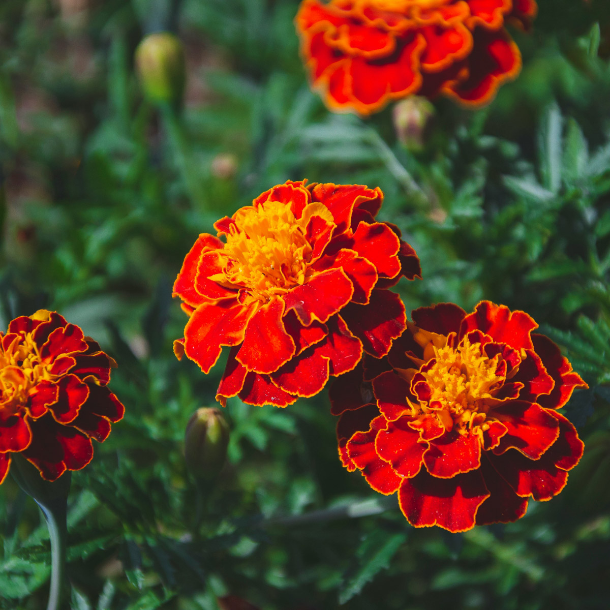 A top view of a french marigold flower.
